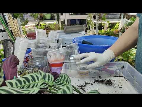 Видео: Пересадка, деление куста и перевалка☘️ Ктенанта,строманта, эппипремнум и аглаонемы #растения #цветы