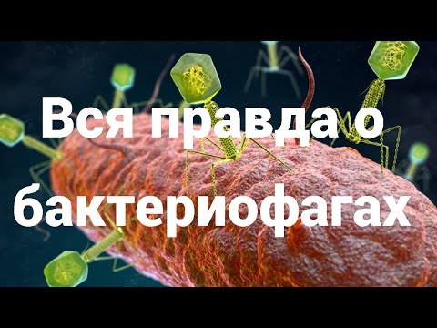 Видео: Бактериофаги - «идеальные хищники»