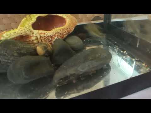 Видео: Псевдоскат Севилья. Мечты сбываются 😍#аквариум #псевдоскаты#сомик