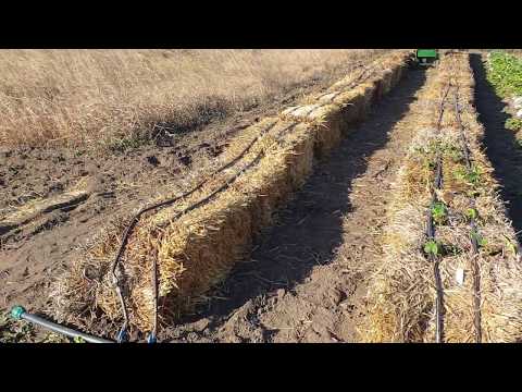 Видео: Грядки для клубники, которые вы еще ни у кого не видели.