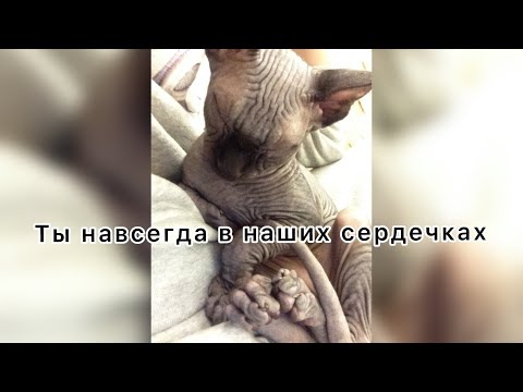 Видео: Четвёртая часть с Брабусом￼