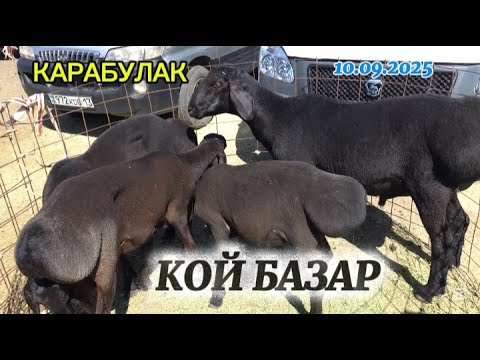Видео: КОЙ БАЗАР / КАРАБУЛАК МАЛ БАЗАР