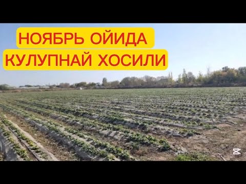 Видео: ОЧИК МАЙДОНДА ХОСИЛ ОЛИШ. АЛБА ХОСИЛИ ВА КОЧАТЛАРИ #agro #garden #alba #farming 