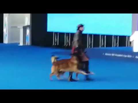 Видео: Танцы с собаками. «Мать драконов»