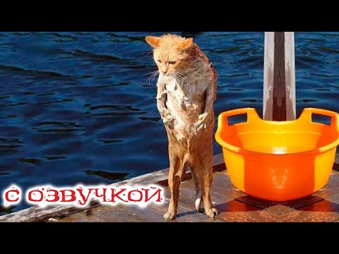 Видео: Приколы с котами! Самая смешная ОЗВУЧКА ЖИВОТНЫХ! До слёз!