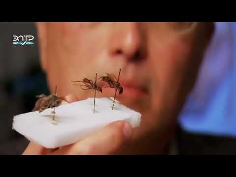 Видео: КУМУРСКАЛАРДЫН ЖАШООСУ ТУУРАЛУУ БИЛГИҢИЗ КЕЛЕБИ?