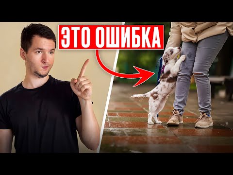 Видео: Эти ошибки делают ВСЕ новички — и страдают собаки