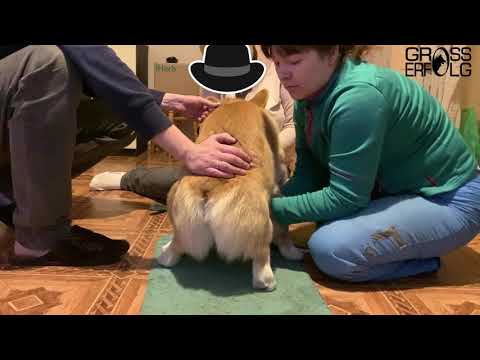 Видео: Вязка собак породы Вельш Корги пемброк/Mating dogs of breed Welsh Corgi Pembroke/Скромные молодожены