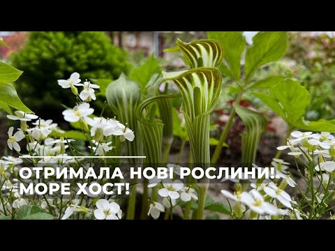 Видео: Нові рослини, РОЗПАКОВКА! Море хост.