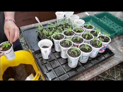 Видео: Rural Life - Направете сами разсад домати - от семената до засаждане в градината