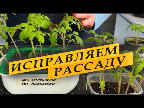Видео: Вытянулась рассада - исправляем ошибки.