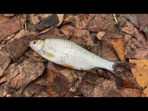 Видео: Отдых пенсионера у реки