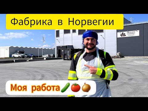 Видео: Овощная фабрика в Норвегии.Следующий уровень!