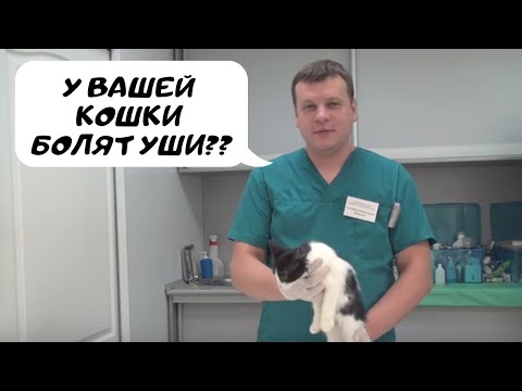 Видео: Боль в ушах у кошки