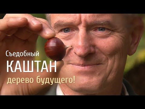 Видео: Сьедобный каштан - дерево будущего!