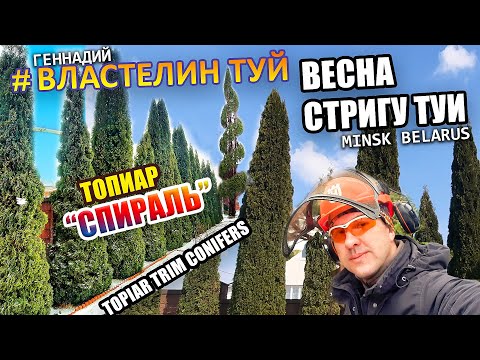 Видео: ВЕСНА СТРИЖКА ТУИ | ШОК РАЗМЕР | @ВЛАСТЕЛИН ТУЙ | Топиар. Спираль из туи. Стрижка туиМинск