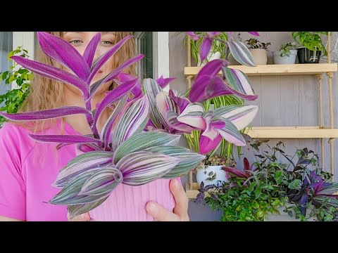 Видео: 🟣🟢 ВСЕГО 15 МИНУТ и ТРАДЕСКАНЦИЯ КАК НОВАЯ/ До и После/ Tradescantia Pink Furry