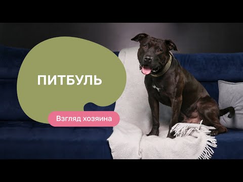 Видео: Питбуль Американский питбультерьер — все о породе, плюсы и минусы — шоу «Ожидание/реальность»