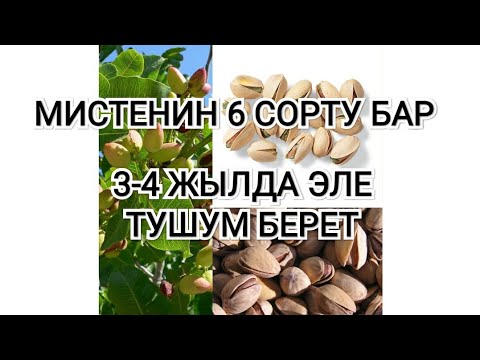 Видео: Мисте кочоттору кандай даядалат?