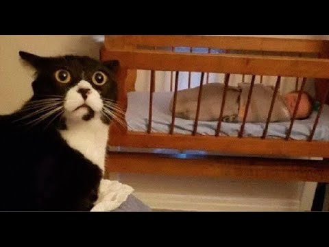 Видео: 😺 Это чё за фигня?! 🐈 Видео смешных котов и котят для хорошего настроения! 😻
