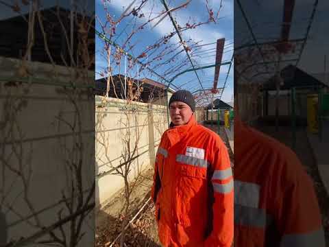 Видео: Огород жузимди кутип баптау.