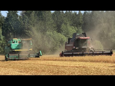 Видео: Уборка гороха / ПАЛЕССЕ GS2124, 4Х Дон 1500Б, 4Х ПАЛЕССЕ GS12, МАЗ 5551 И ДР./