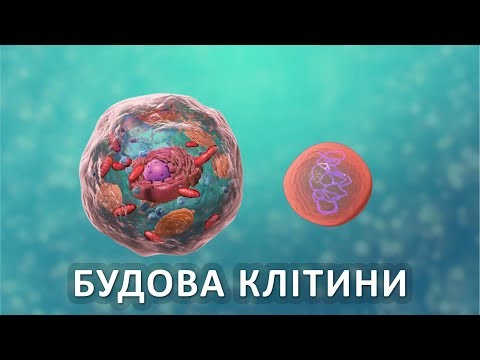 Видео: Будова клітини [Nucleus Medical Media]