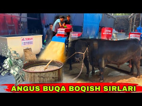 Видео: BUQA BOQISH SIRLARI 😃 AL TEMUR🌟🌟🌟10 сентября 2025 г.