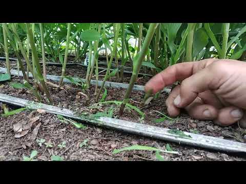 Видео: Альстромерия.Как ухаживать.Борьба с вредителями.