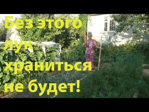 Видео: Это нужно обязательно сделать перед уборкой лука