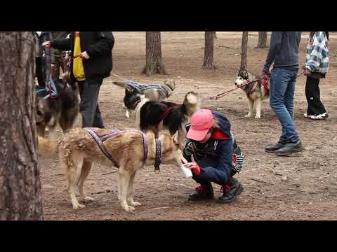 Видео: 14.04.24 Проект "В ритме Хаски" ЦССВ №8 занятие №1