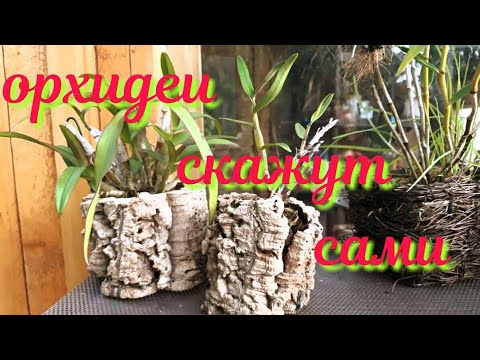 Видео: Как посадить орхидею, Орхидеи в горшке из пробки. ПРАВИЛЬНО  или  нет?
