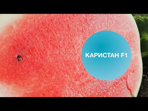 Видео: КАРИСТАН F1 | Овощная Усадьба