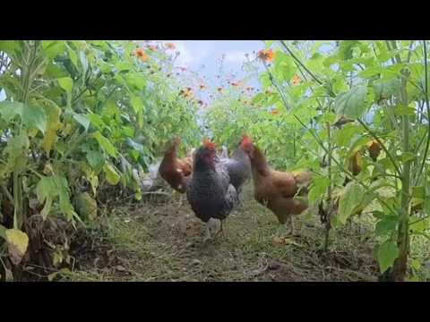 Видео: Ротационный выпас: куриные почвенные инженеры в садах и на пастбищах