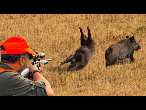 Видео: ШОКИРУЮЩАЯ охота на кабана: Один выстрел - два кабана и АТАКА КАБАНА