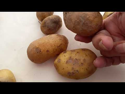 Видео: Болезни картофеля. Проявление болезней по клубням.