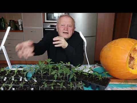 Видео: Томаты по Геннадию Распопову с АКЧ и сывороткой, но без бормотухи по Ивану.