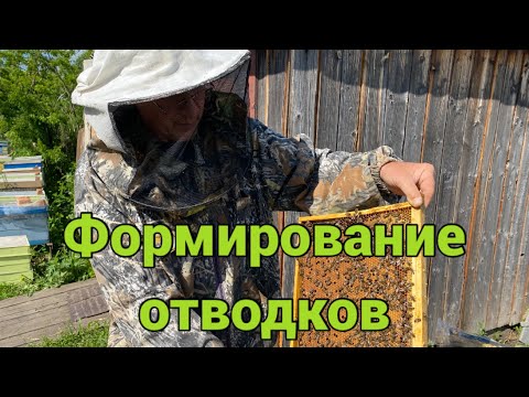 Видео: ФОРМИРОВАНИЕ ОТВОДКОВ!!! РОЙ НА ПАСЕКЕ!!! 24.05.2025!!!