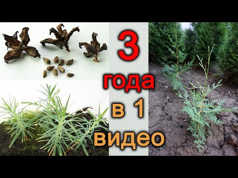 Видео: Туя и Можжевельник. Разведение / размножение / высадка из семян в домашних условиях.