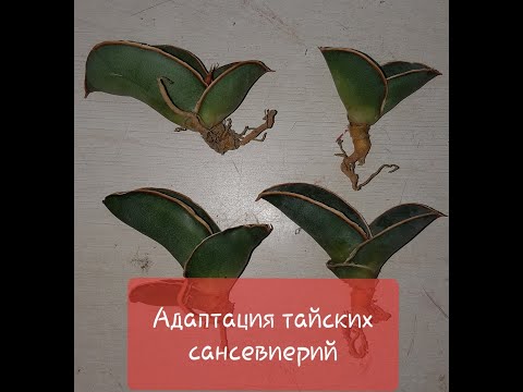 Видео: Адаптация тайских сансевиерий. Способ посадки, полив. Новинки для продажи.