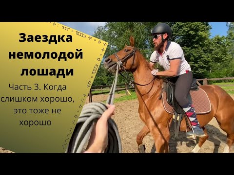 Видео: Заездка не молодой лошади. Часть 3. Пробуем сесть .