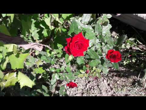 Видео: Фахриддин Ҷалолов Ба дунё дил мабанд эй дил