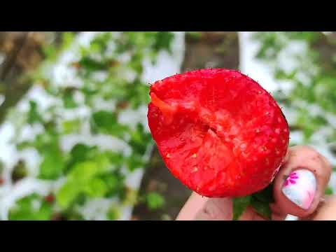 Видео: 🍓Сорт АНИЯ 🍓(сорт НСД)..  2 июня 2023 г. Ставрополь.