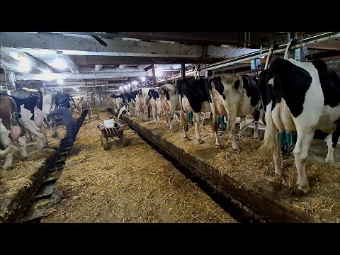 Видео: Молочное животноводство старой школы в коровнике на 91 корову!!!