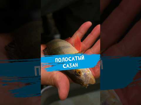Видео: Перекличка любителей ловли сазана! #dunaevmedia #рыбалка #carpfishing