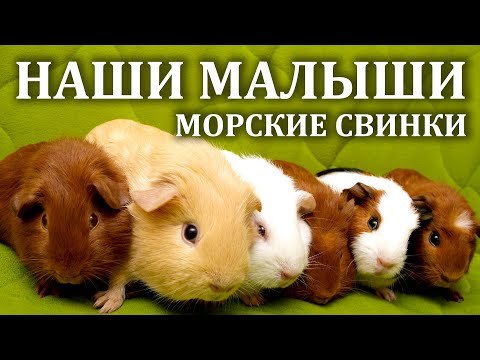 Видео: Наши морские свинки. Содержание морских свинок. Наши новые маленькие морские свинки.