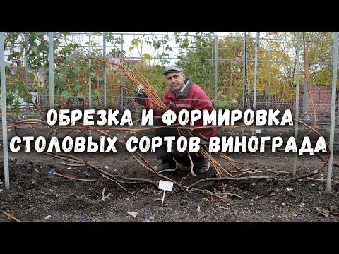 Видео: Обрезка и формировка столовых сортов винограда✂️ .