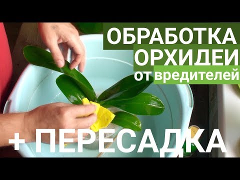 Видео: пересадка ОРХИДЕИ и ОБРАБОТКА орхидей от ПАРАЗИТОВ