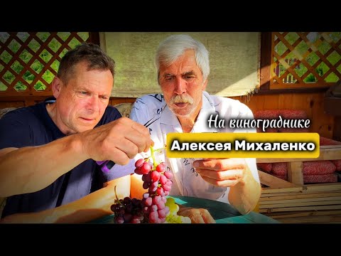 Видео: Обзор виноградника Алексея Михаленко (Полоцкий район д.Межно)