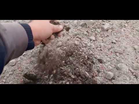 Видео: Добрива під часник і цибулю. Основне живлення!